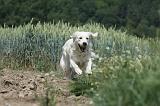 GOLDEN RETRIEVER 642